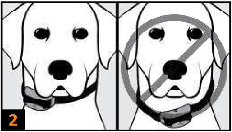 SportDOG - FieldSentinel 825 - Coloque o colar no seu cão Coloque o colar no seu cão