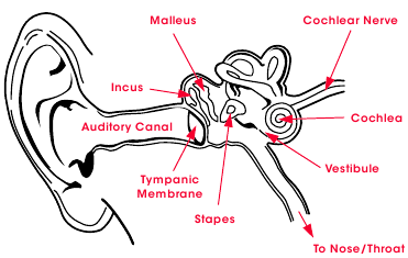Beats - Solo HD - Kulağın Fizyolojisi Kulağın Fizyolojisi