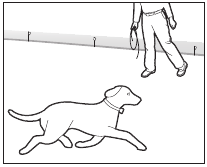 Giorni dal 9 al 14 - Supervisione senza guinzaglio