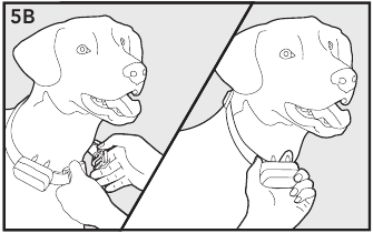 Fit the Receiver Collar Step 2