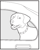 Portare il tuo animale domestico fuori dall'area per animali domestici