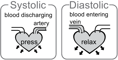 Sistolik basın&ccedil; ve diyastolik basın&ccedil; nedir?