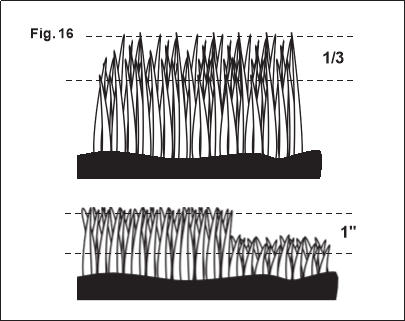 Consejos para cortar el c&eacute;sped - Siga la regla del 1/3
